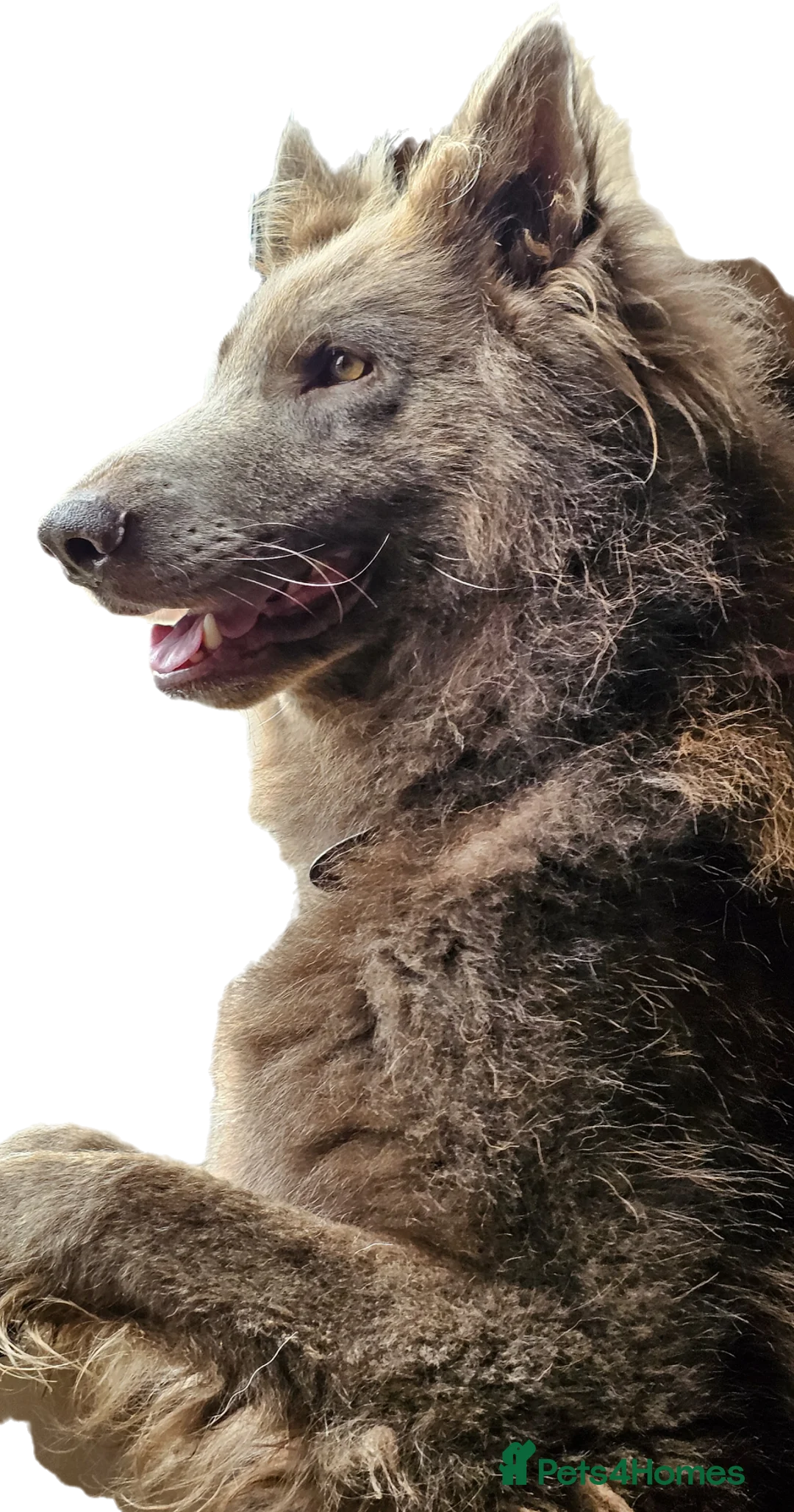 German Shepherd dogs for stud: Kc health tested solid isabella gsd in Bedford - Advert 2