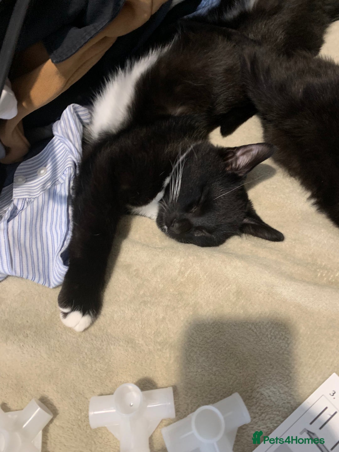 Mixed Breed cats for sale: FREE OF CHARGE - Advert 5