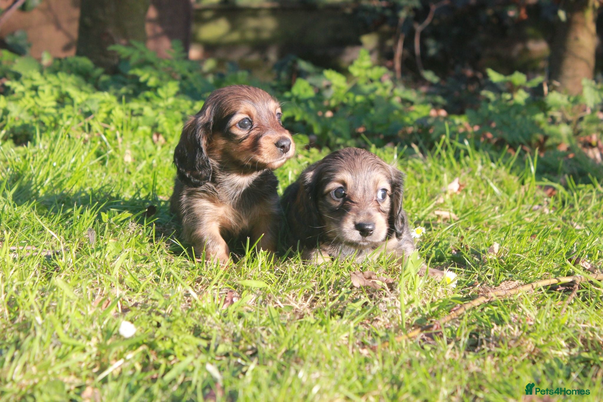 Miniature Dachshund dogs Miniature Daschund puppies - Advert 1