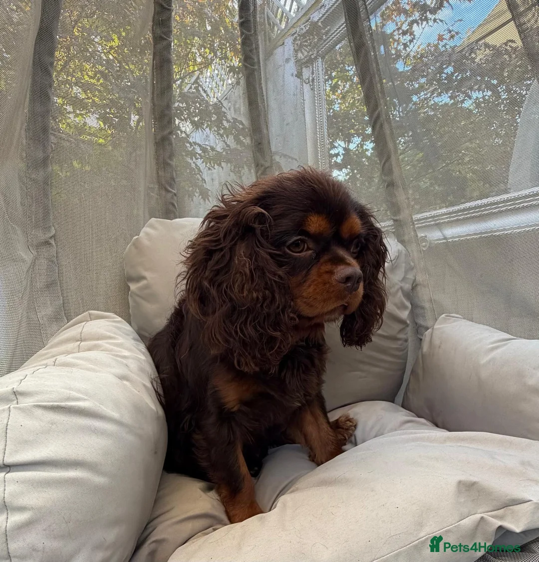 Cavalier King Charles Spaniel dogs for stud: KC REG  HEALTH TESTED CHOCOLATE & TAN CAV STUD  - Advert 2