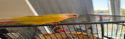 Conures birds for sale: Pineapple conure for sale with cage - Advert 13