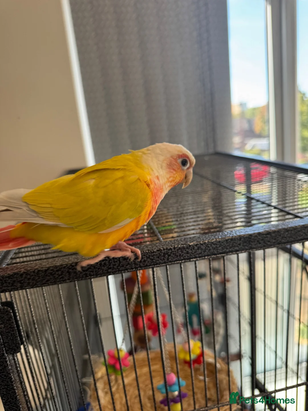 Conures birds for sale: Pineapple conure for sale with cage - Advert 13