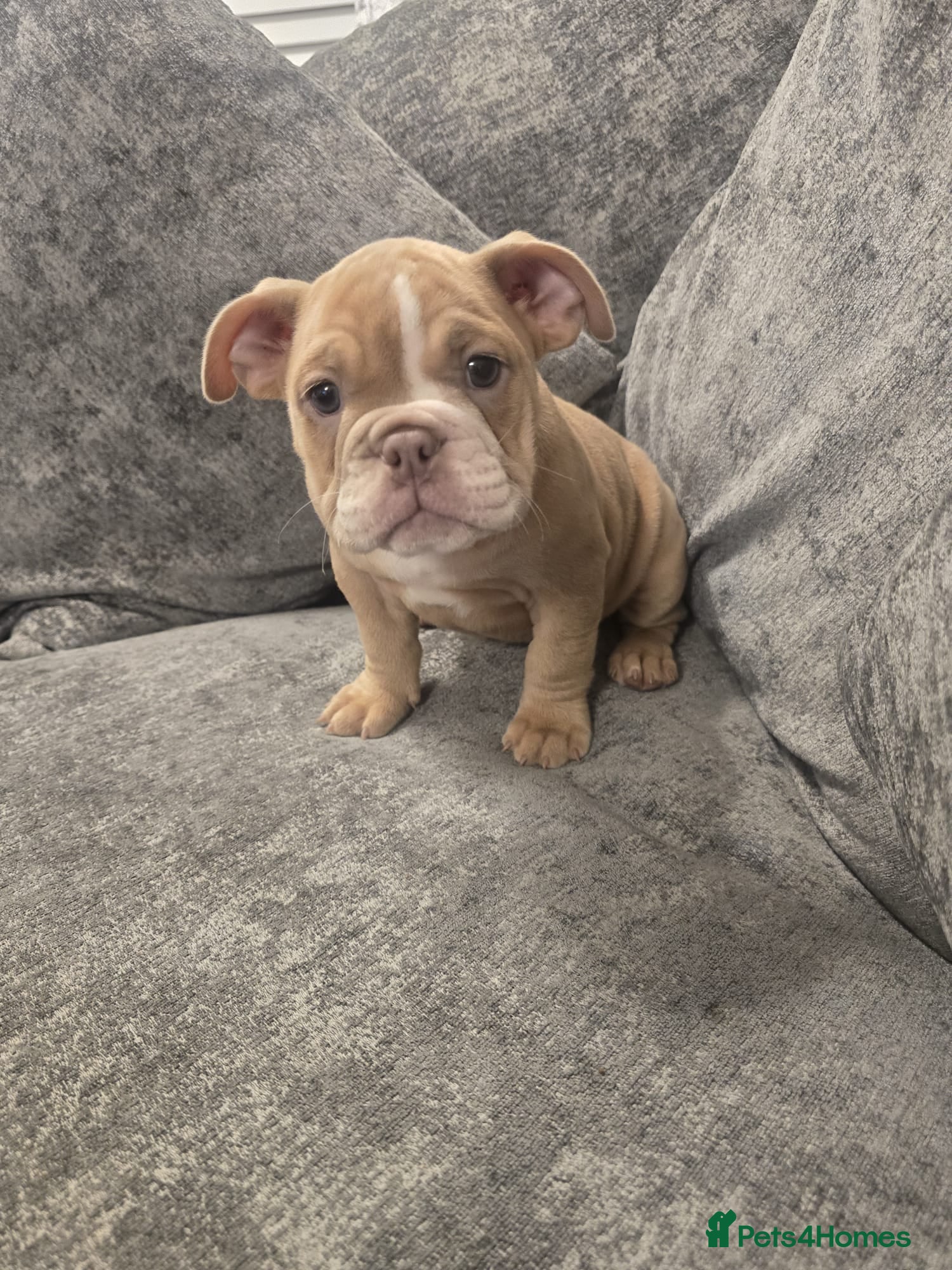 Mixed Breed dogs Ten week old Pocket Bullies - Advert 1