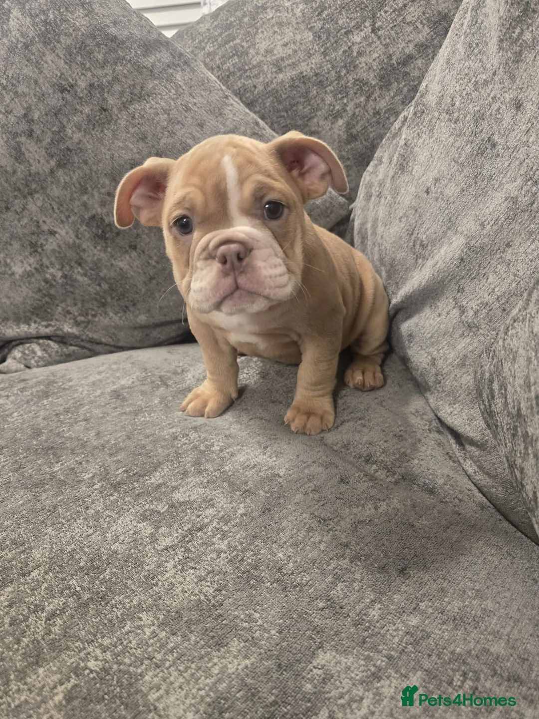 Mixed Breed dogs for sale: Ten week old Pocket Bullies in Rainham - Advert 1