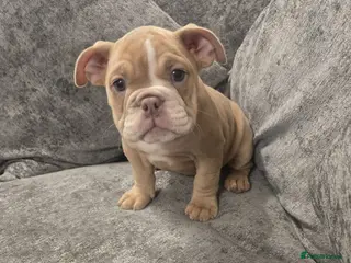 Mixed Breed dogs Ten week old Pocket Bullies - Advert 1