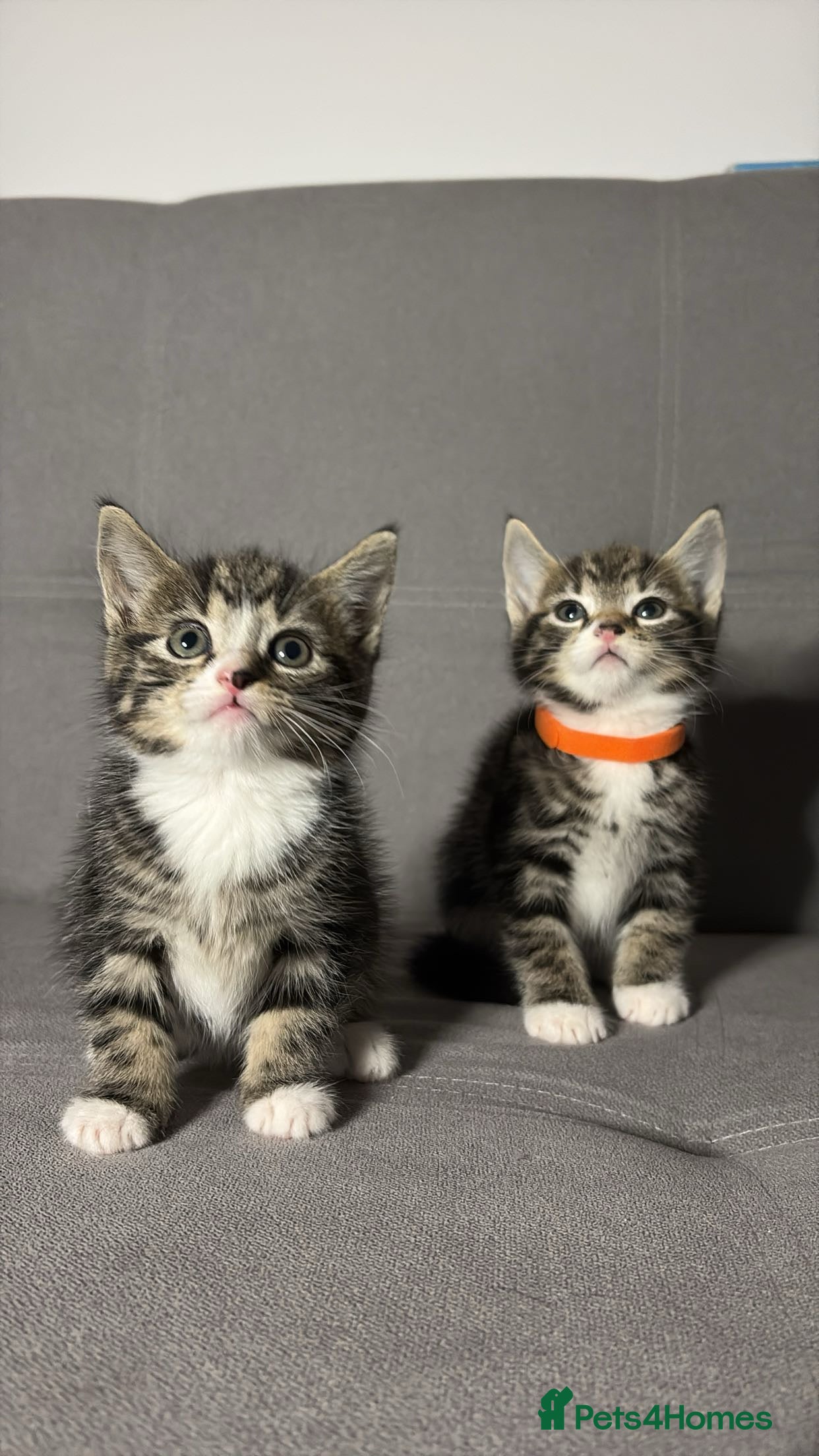 Mixed Breed cats X2 Beautiful Kittens - Ready to leave! - Advert 1