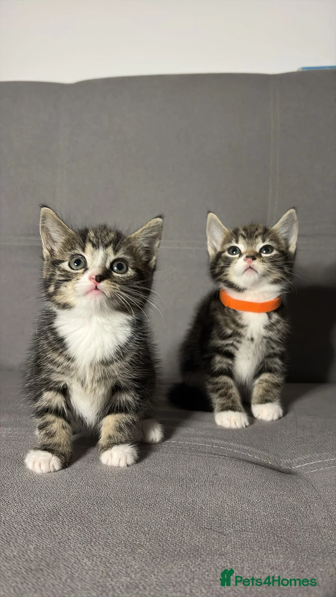 Mixed Breed cats for sale: X2 Beautiful Kittens - Ready to leave! - Advert 1