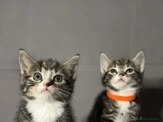 Mixed Breed cats X2 Beautiful Kittens - Ready to leave! - Advert 2