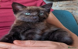 Maine Coon cats for sale: Maine Coon X kittens - Image 2
