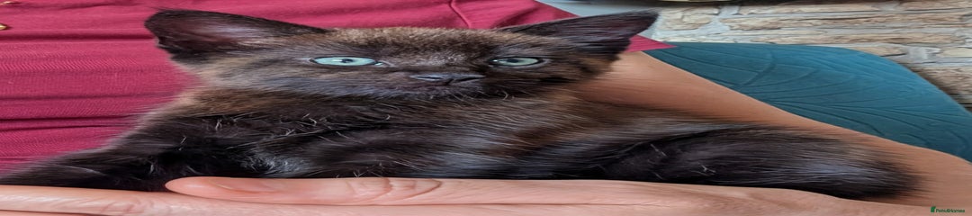 Maine Coon Kitten 2