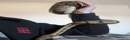 Python Snake reptiles for sale: 1x male, 1 x Female ball python for rehoming  in Colne - Advert 8