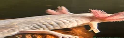 Axolotl reptiles for sale: Black melenoid axolotl  in Caldicot - Advert 2