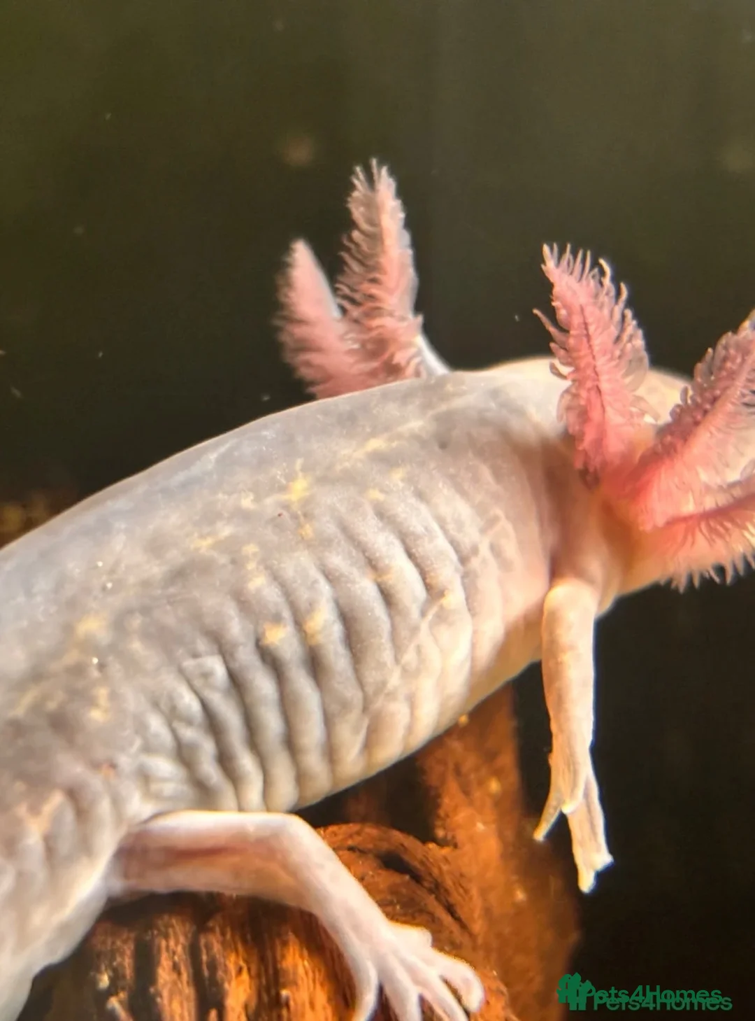 Axolotl reptiles for sale: Black melenoid axolotl  in Caldicot - Advert 2
