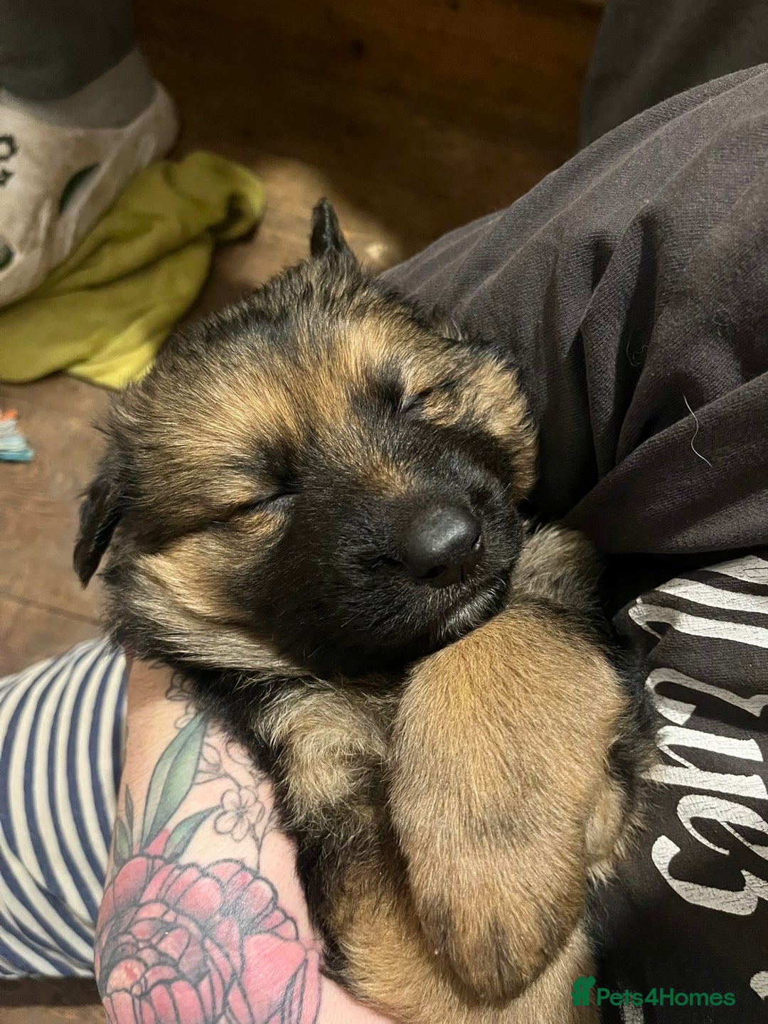 German Shepherd dogs for sale: Gorgeous German shepherd pups - Advert 9