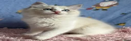Ragdoll cats for sale: Beautiful TICA Registered Ragdoll Kittens - Advert 21