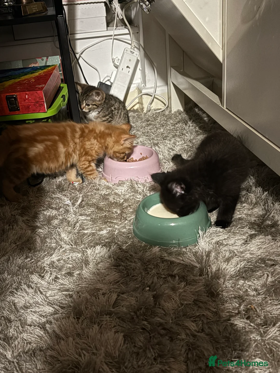 Mixed Breed cats for sale: TWO MALE BROTHERS NEEDING A NEW FAMILY - Advert 11