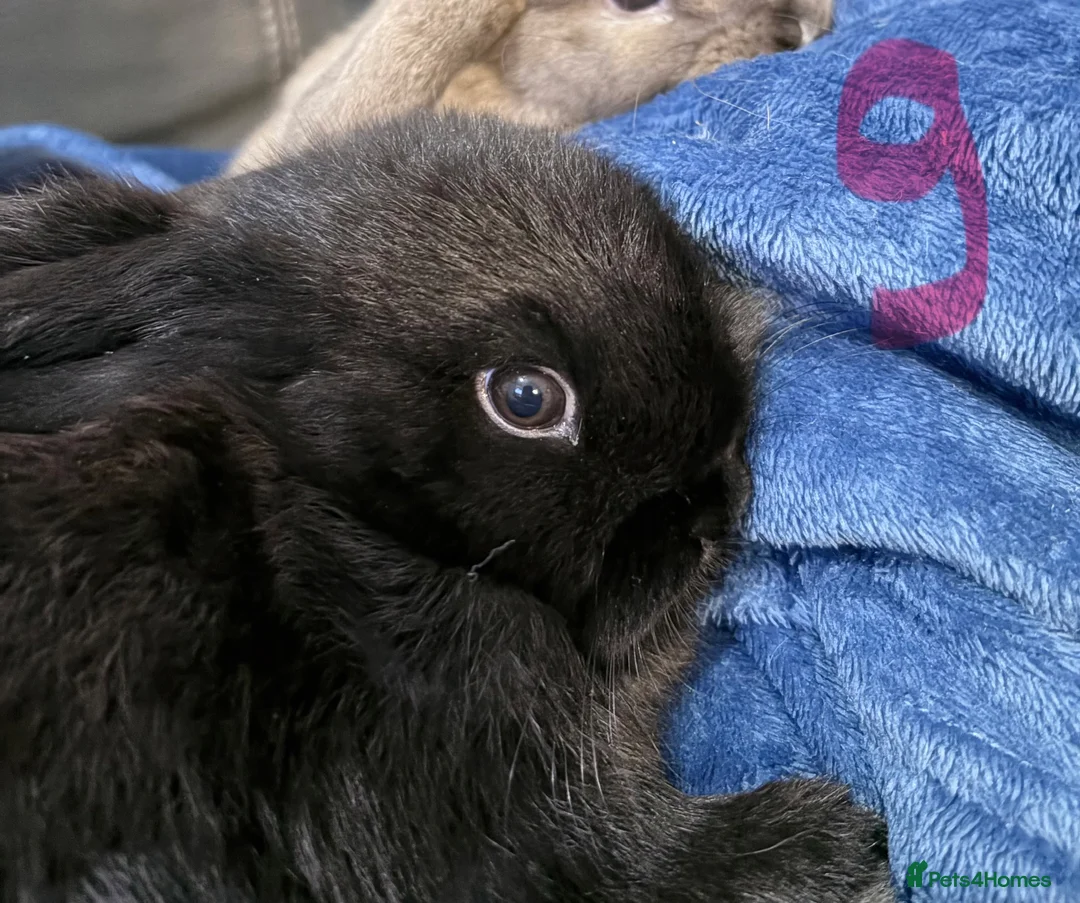 Mini Lop rabbits for sale: Mini lop babies 🐰  - Advert 13