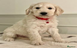 Goldendoodle dogs for sale: Stunning Goldendoodle puppies - Image 4
