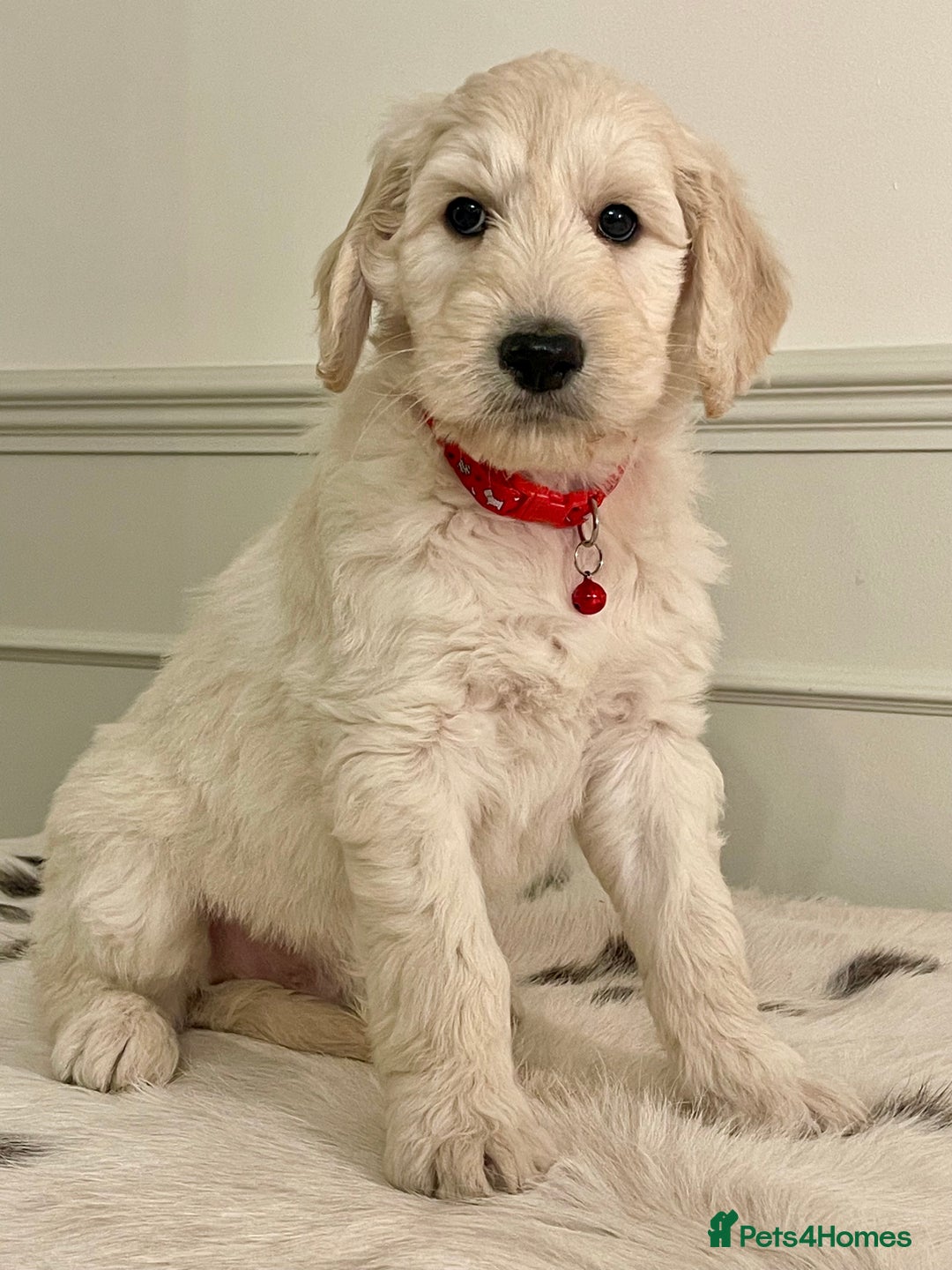 Goldendoodle dogs for sale: Stunning Goldendoodle puppies - Image 4
