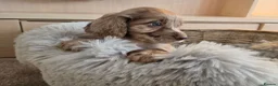Cocker Spaniel dogs for sale: Working Type Cocker Spaniels - Advert 12