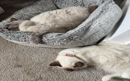 Ragdoll cats for sale: Absolutely Stunning litter of pure Ragdoll kittens - Image 23