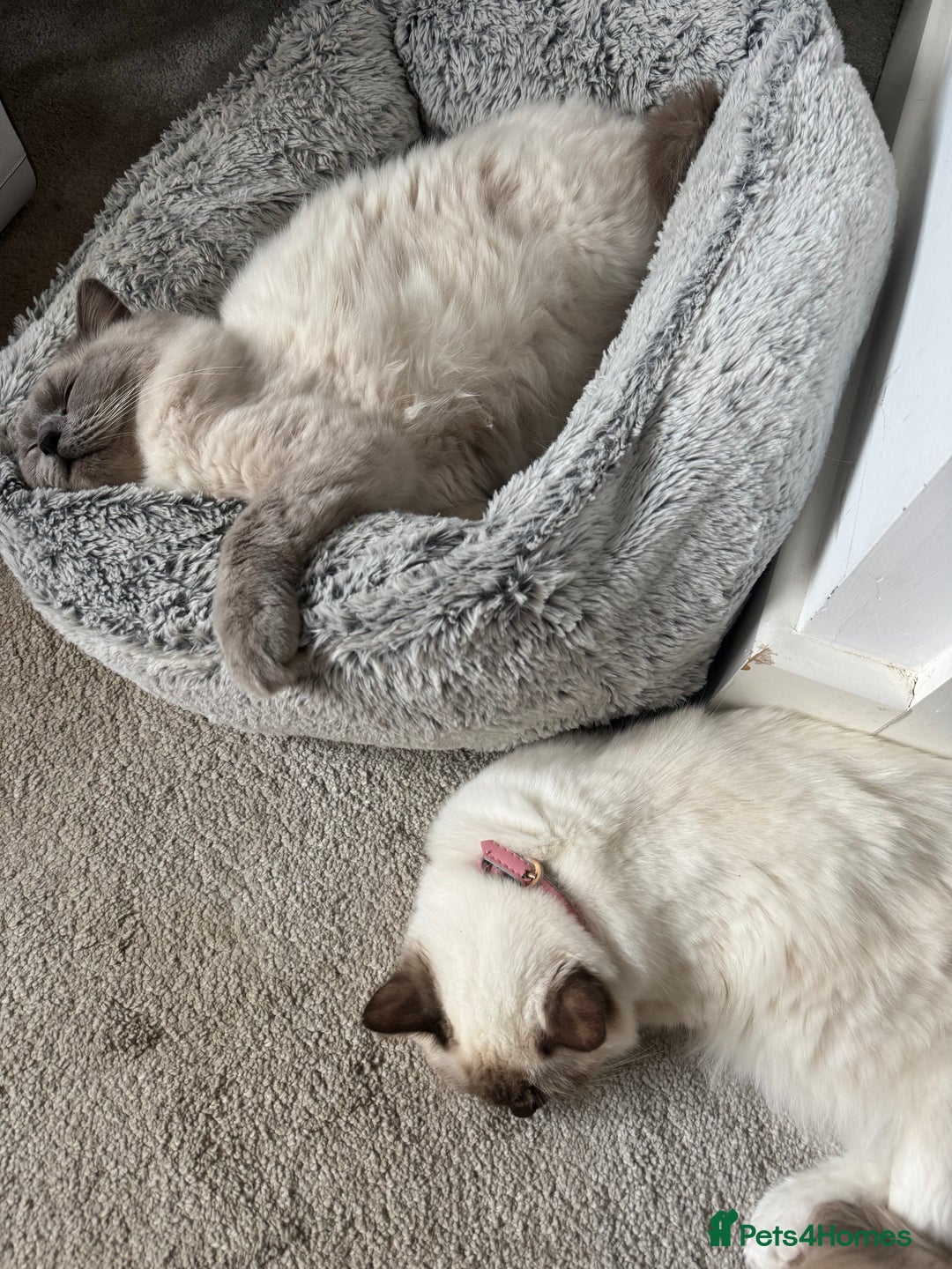 Ragdoll cats for sale: Absolutely Stunning litter of pure Ragdoll kittens - Image 23