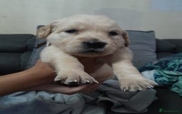 Golden Retriever dogs for sale: Amazing Golden Retrievers for sale  - Image 10
