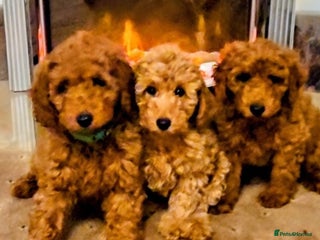 Miniature Poodle dogs MINIATURE POODLE PUPPIES. - Advert 5