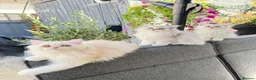 Persian cats for sale: Beautiful Persian Kittens Available forLovingHomes - Advert 24
