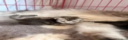 Maine Coon cats for sale: GCCF Registered Maine coon kittens  - Advert 6