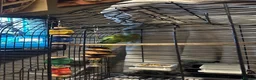 Ringnecks birds for sale: Indian ring neck  in Witham - Advert 5