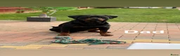 Rottweiler dogs for sale: 5 Males and 1 Female available!  - Advert 7