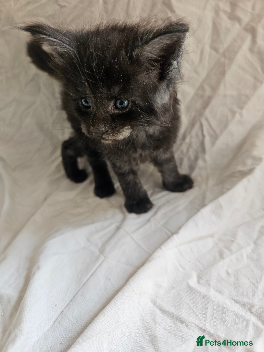 Maine Coon cats for sale: Black Smoke Kittens - Image 6