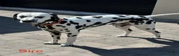 Dalmatian dogs for sale: KC Registered Dalmatian Pups Due 18th March - Advert 13