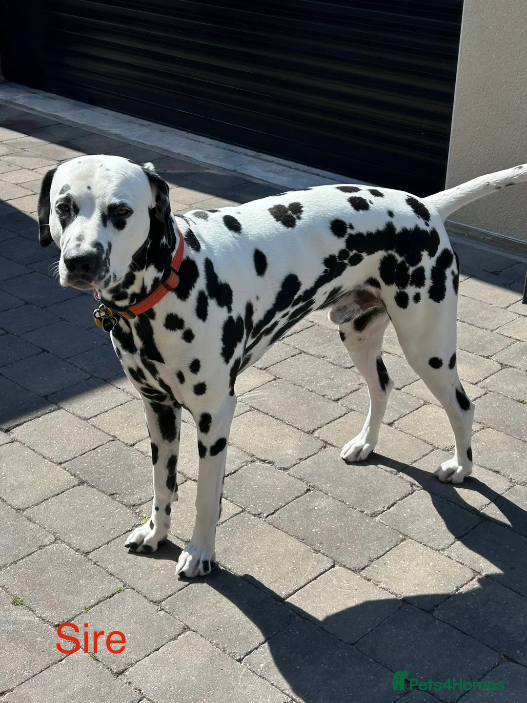 Dalmatian dogs for sale: KC Registered Dalmatian Pups Due 18th March - Advert 13