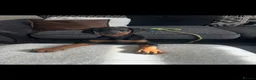 Dobermann dogs for sale: Kc registered Doberman pups top pedigrees  - Advert 6