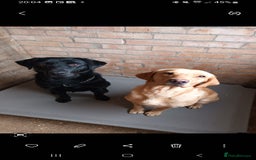 Labrador Retriever dogs for sale: X2 male x3 bitch lab pups  - Image 15