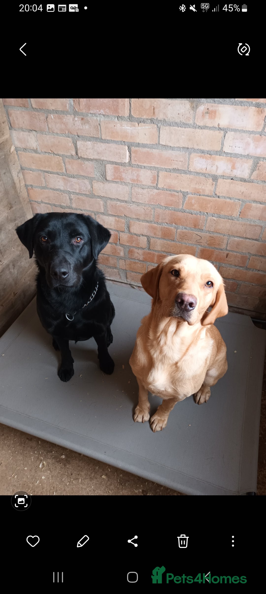 Labrador Retriever dogs for sale: X2 male x3 bitch lab pups  - Image 15