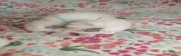 Ragdoll cats for sale: 💖 Beautiful Ragdoll kittens for Sale 💖 - Advert 32