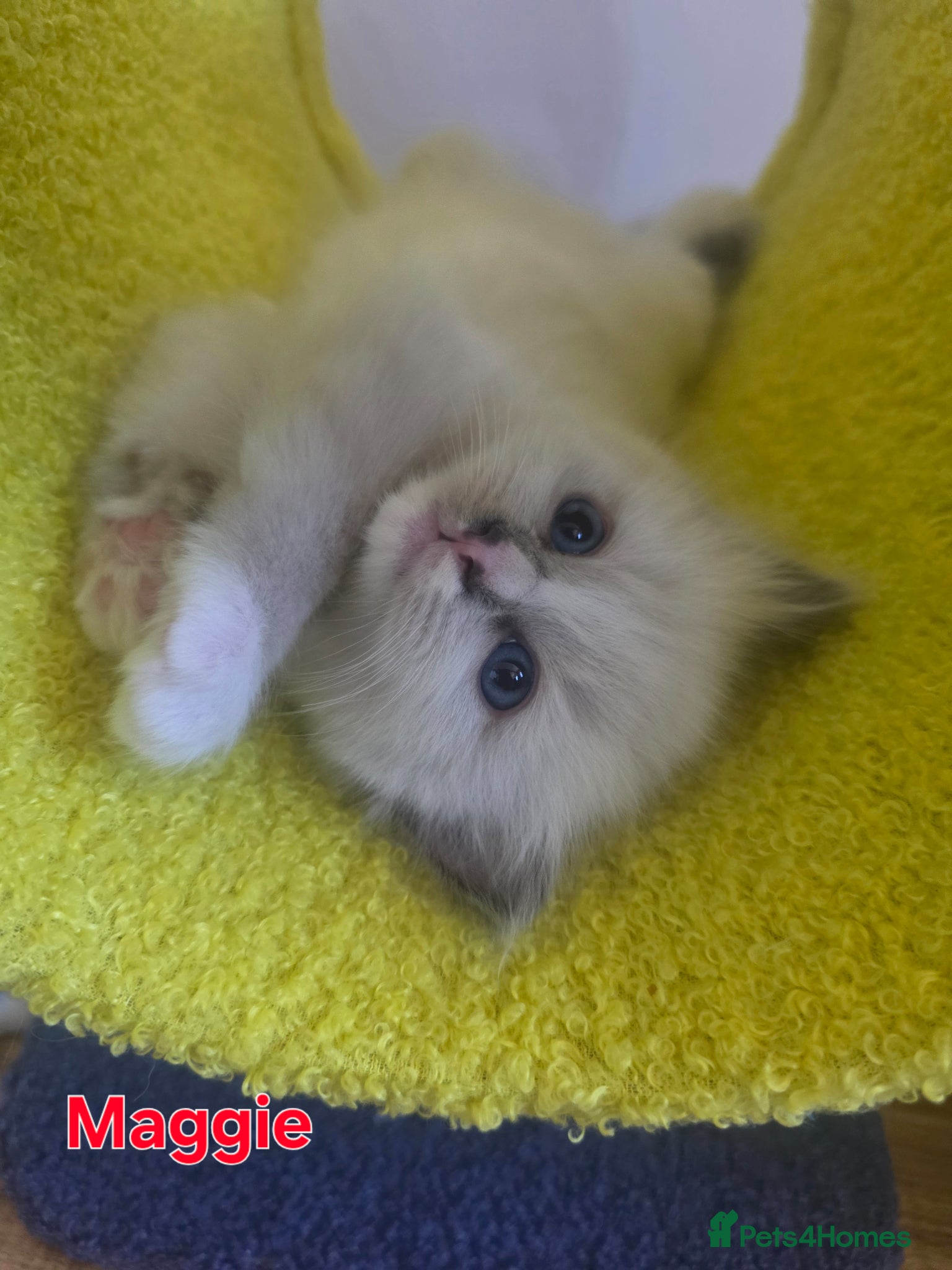 Ragdoll cats GCCF registered Ragdoll kittens  - Advert 2