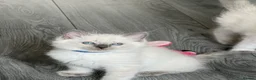Ragdoll cats for sale: Stunning bluepoint ragdoll kittens  - Advert 33