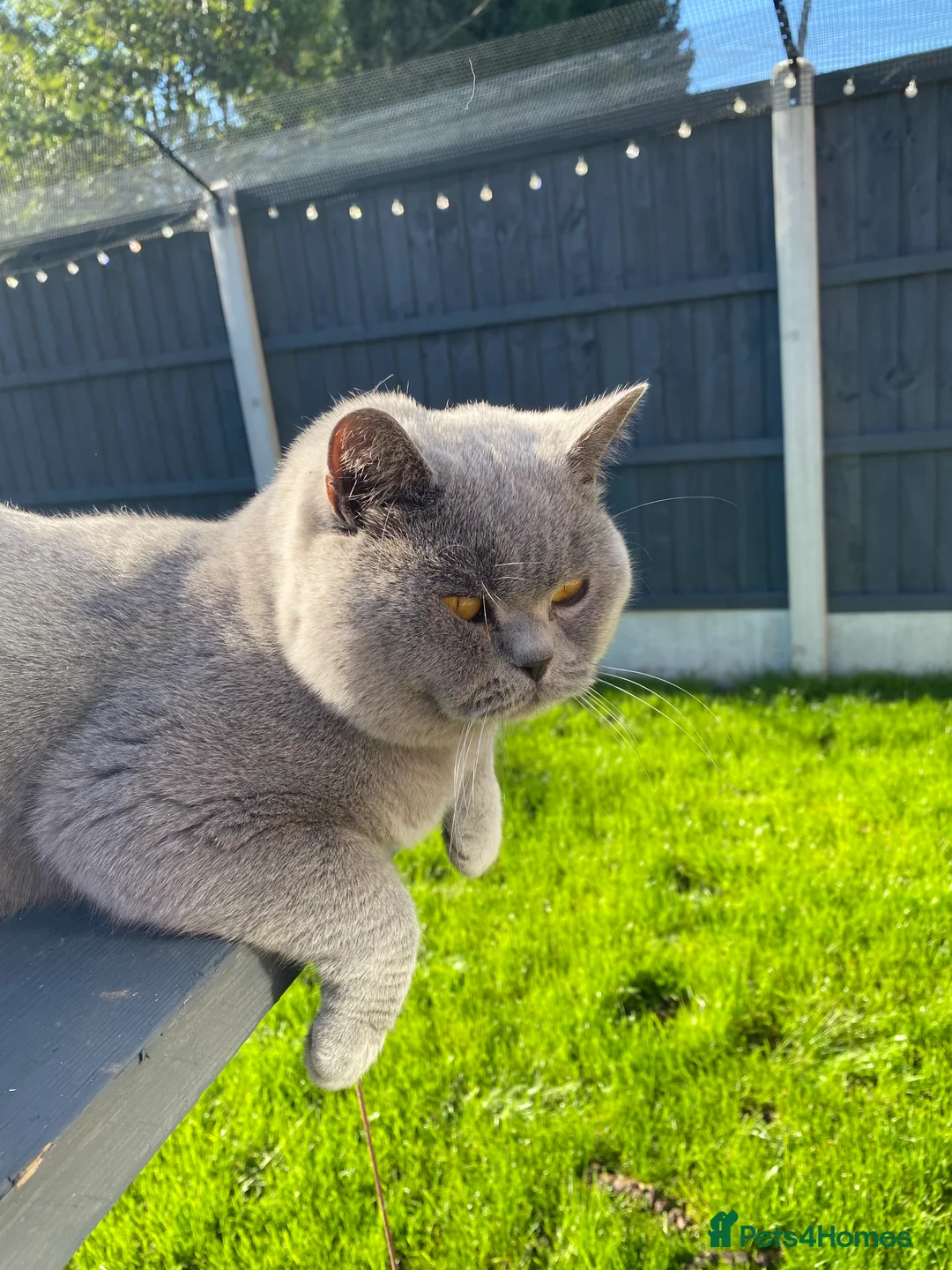 British Shorthair cats for stud: ⭐️ Beautiful blue stud Derbyshire ⭐️ in Derby - Advert 6