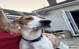 Mixed Breed dogs for adoption: FABIAN - 15 mth old, Male, Pointer type - Image 6