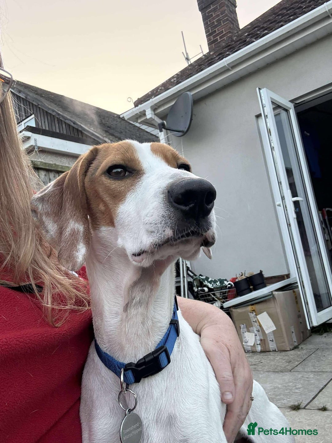 Mixed Breed dogs for adoption: FABIAN - 15 mth old, Male, Pointer type - Image 6