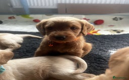 Labradoodle dogs for sale: Last Girl Labradoodle  - Image 6