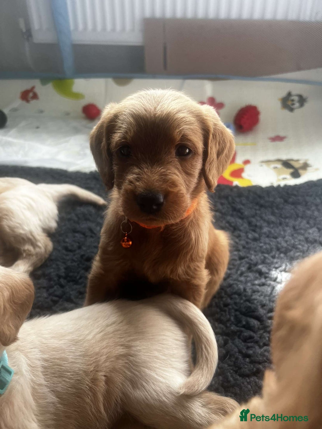 Labradoodle dogs for sale: Last Girl Labradoodle  - Image 6