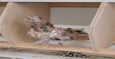 Pigeons birds - Advert 6