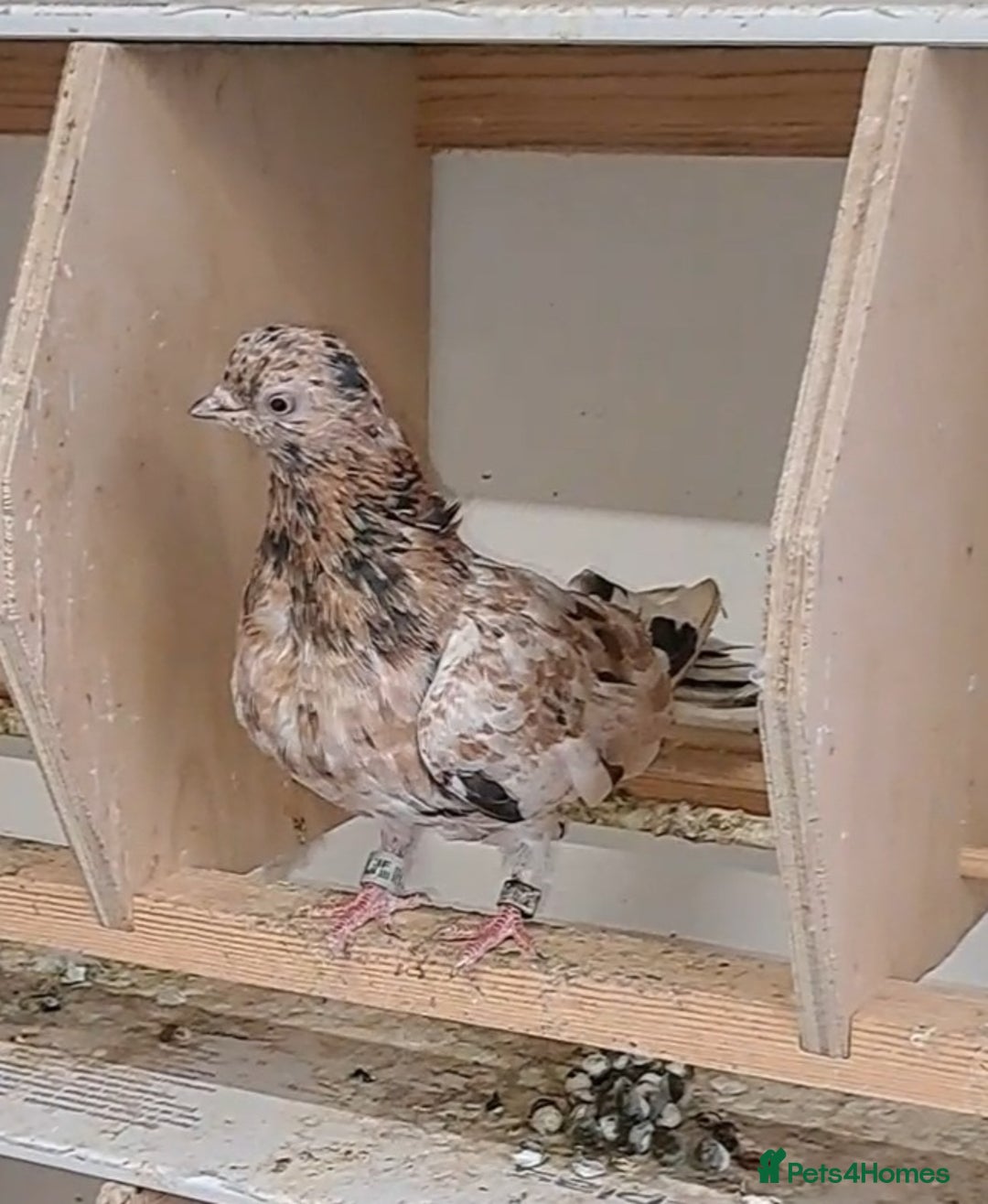 Pigeons birds for sale: Almond tumblers for sale  - Image 2