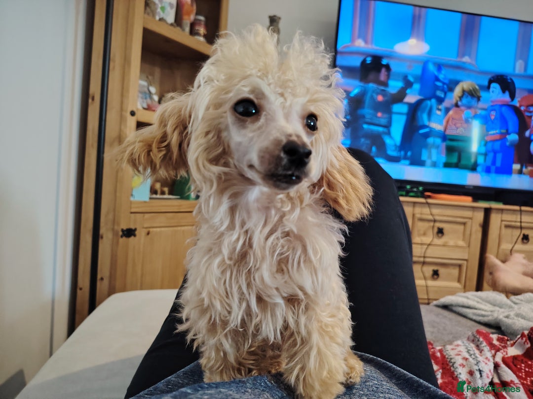 Mixed Breed dogs for sale: Toy X miniatury podle.  - Image 7