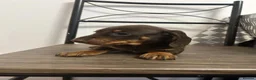 Miniature Dachshund dogs for sale: Miniature Dachshunds females and males  - Advert 5